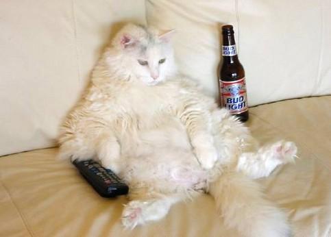 katze,bier,fernsehen.jpg