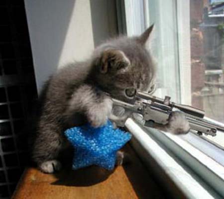 katze,gewehr.jpg