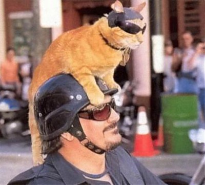 helm mit katze.jpg