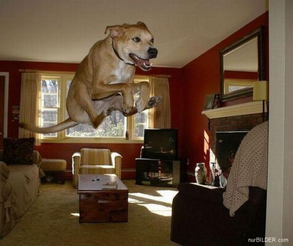 fliegender Hund.jpg